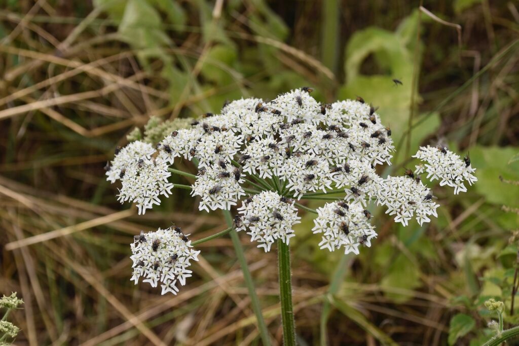 plant water hemlock